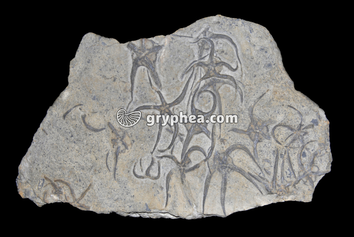 Etoiles de mer fossiles - gryphea.org